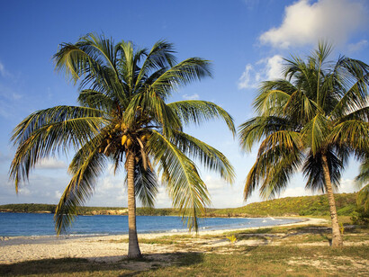 Coconut trees