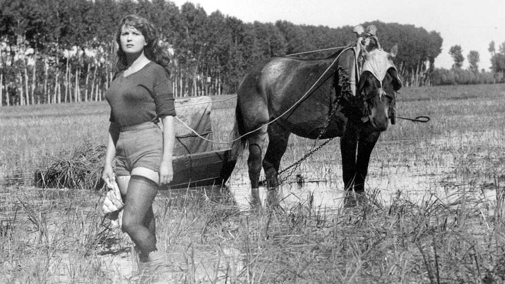 Silvano Mangano in "Riso amaro" 