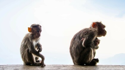 Moral judgment in monkeys