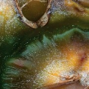 Tim Pratt, 'Pinapple', Single channel projection. Photography by the Artist