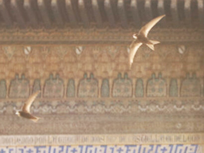 Swifts flying in the courtyard of the Real Alcazar in Seville © Gehan de Silva Wijeyeratne
