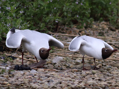 Black-headed Gulls, London Wetland © Gehan de Silva Wijeyeratne