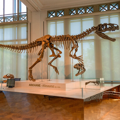 Fóssil de um Allosauro exposto em museu arqueólogico