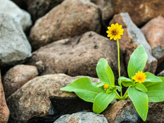 Entre fissuras e dureza, a vida insiste como a alma que encontra caminhos mesmo nos terrenos mais improváveis. A flor que nasce entre rochas traduz a essência da resiliência de crescer não apesar das adversidades, mas através delas. Onde tudo parece estéril, há potência silenciosa; a mesma força que sustenta a arquitetura invisível da alma