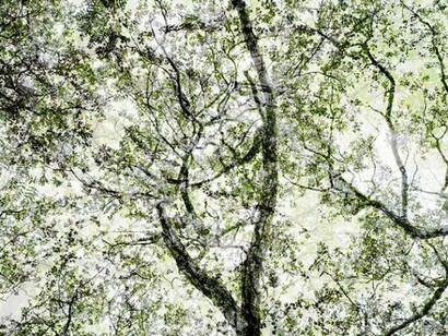 Santeri Tuori, Forest No.4, 2010-11, Pigment print, Edition of 6, 156.5 x 110 cm or 100 x 70 cm