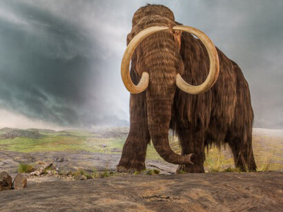 Natural History. Courtesy of Royal BC Museum 