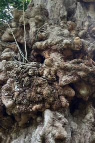 El recorrido por la ruta del cacao en Chuao combina la belleza natural, la historia local y los mitos que rodean a sus árboles emblemáticos