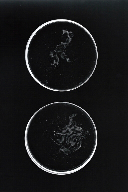 Rachel Tan, Self-Portrait, 2013