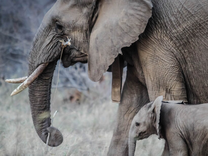 Un elefante con un cucciolo