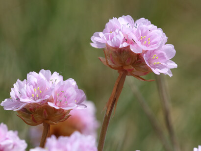 Thrift, Keyhaven Marshes, ph. Gehan de Silva Wijeyeratne