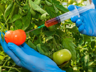 A scientist demonstrating gmo food production by injecting a tomato, emphasizing the role of genetic engineering in agriculture