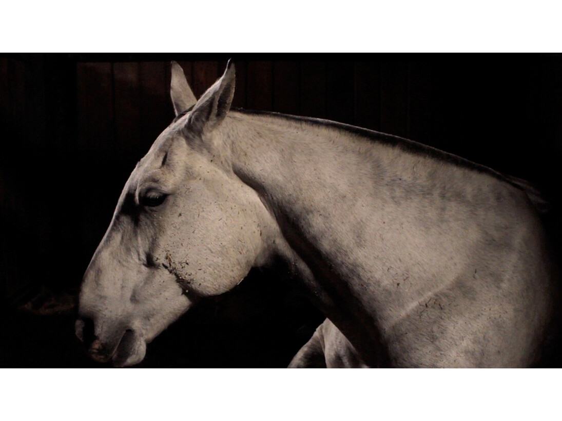 Charlotte Dumas, Untitled, from the series Anima, 2012 © Charlotte Dumas, Courtesy of the artist