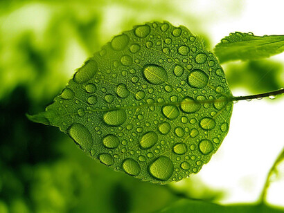 Green politics for the East of Europe