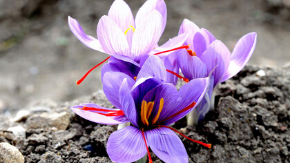 Fiori di zafferano