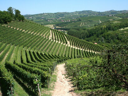 Vigneti del Piemonte, Italia