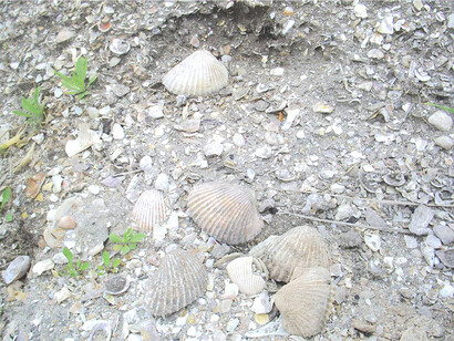 A presença de conchas fossilizadas nos sambaquis revela processos de longa duração e interações com o ambiente