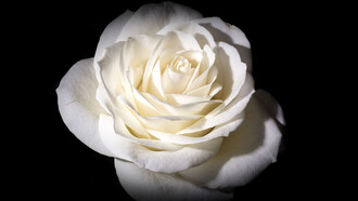 Solo me queda ofrecerle una rosa, querido maestro