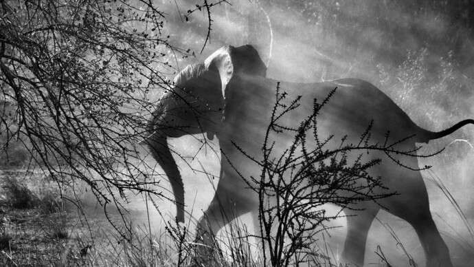 Sebastião Salgado. Courtesy of Museum für Gestaltung