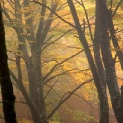 Brume autunnali