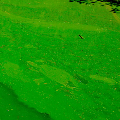 Águas contaminadas por cianobactérias