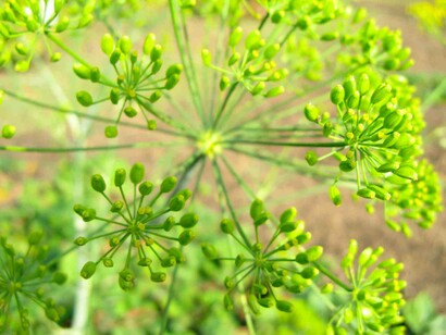 Una pianta di Aneto