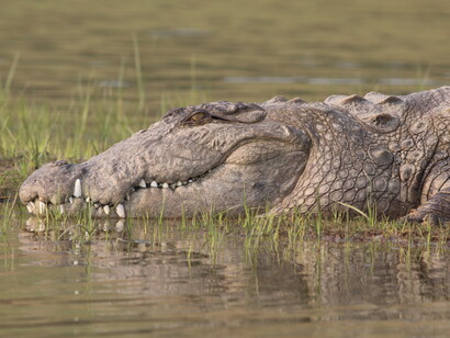 Marsh Crocodiles permit close eye level views on a River Chambal Boat Safari  © Gehan de Silva Wijeyeratne