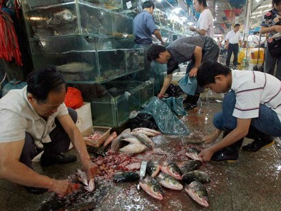 La versione ufficiale del Governo cinese indica che il virus ha fatto il salto dall'animale all'uomo, per essere stato al mercato del pesce contaminandosi con un animale mangiato crudo