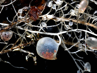 Utricularia: obsérvense las pequeñas vejigas listas para succionar