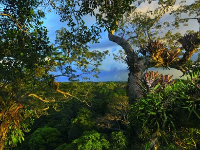 Parco nazionale di Yasunì, Ecuador. Foto Steve Winter/Nat Geo Image Collection