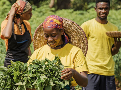 In rural Kenya, farmers who depend on tobacco crops face an uncertain future, caught in a cycle of debt and exploitative contracts that benefit companies like BATK