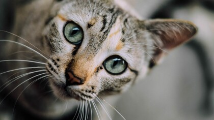 Gato