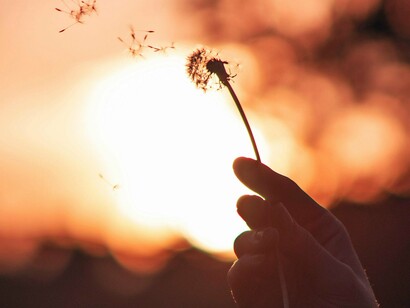 Une personne tenant un pissenlit et le soufflant dans un champ ouvert
