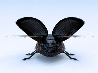 El insecto negro, la avispa de la noche que hace su morada entre las flores de la mente para alimentarse con el dulce de la cordura