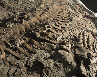 Grounds For Discovery. Courtesy of Royal Tyrrell Museum