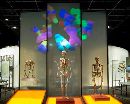 Spitzer Hall of Human Origins. Courtesy of American Museum of Natural History