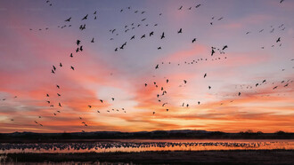La alegría es la percepción colorida de la vida y del mundo. Sin alegría, el ser humano no se expande hasta el punto de ir más allá de sí mismo