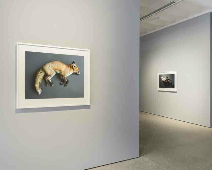 Thomas Struth. Courtesy of Galerie Greta Meert