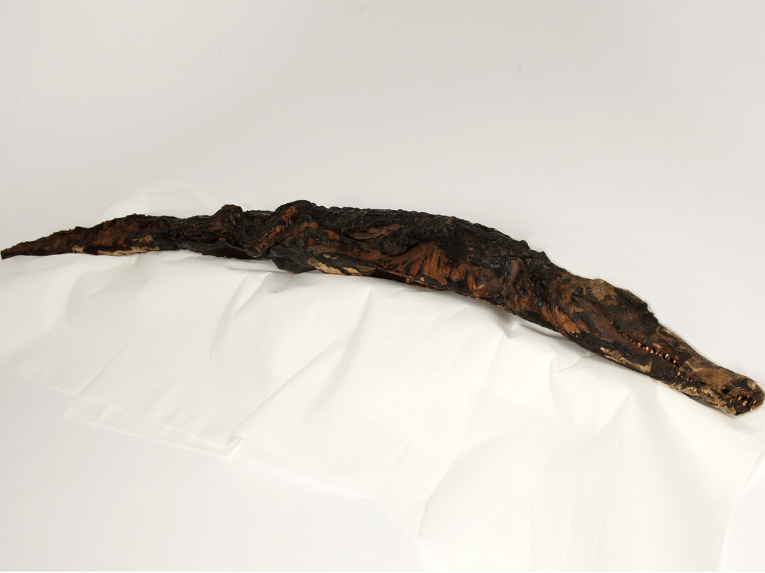 Crocodile Mummy, Manchester Museum, The University of Manchester © Alan Seabright