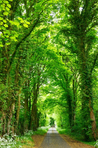 Il giardino nella tradizione più antica è sia nel mondo classico occidentale sia nella tradizione orientale un luogo di emulazione