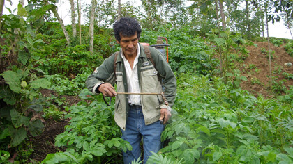 Agricultor cadmalquino trabajando en un campo de papas, Perú