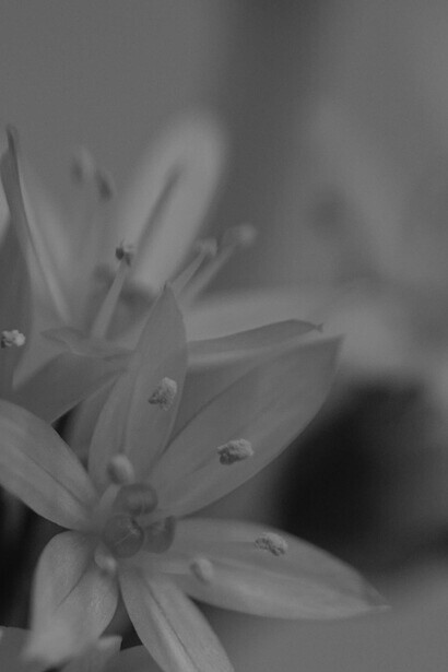 Flor blanca que aparece como tímida, con sus pistilos y pétalos