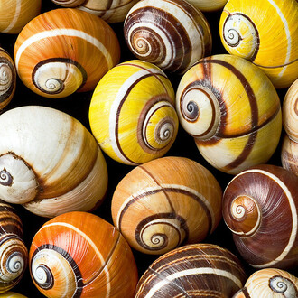 Evolution in Action. Courtesy of Museum für Naturkunde