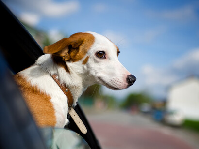 A dog leaning out a side window 
