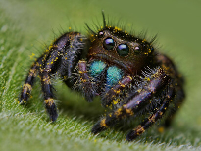 Araña saltarina o «Salticidae»