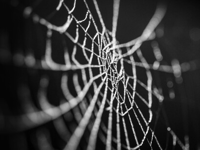 Cada telaraña era única, sin posibilidad de réplica exacta, aunque compartieran el objetivo de asegurarse su presa