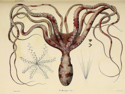Lámina de la Historia natural, general y específica de cefalópodos acetabuíferos vivos y fósiles