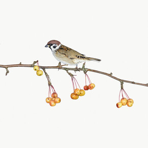 Observing Eye. Courtesy of Helsinki Contemporary