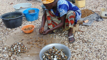 Recogida de ostras y almejas en las playas de Niodior, Senegal
