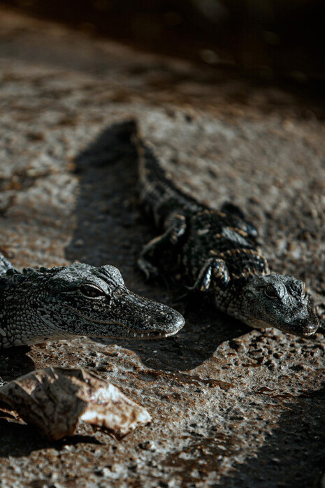 A diversidade dos crocodilos antigos inclui espécies marinhas, terrestres e até arborícolas, revelando uma história de adaptação e sobrevivência impressionante