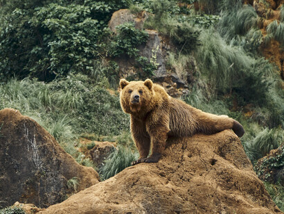 A bear resting on a stone, vigilant of its territory